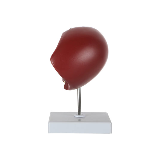 Section de foie avec modèle de pathologie  [SKU : MG36148]