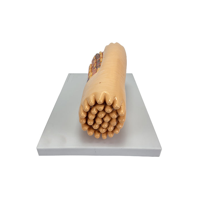 Model Włókna Mięśnia Sercowego Mikroanatomii, Powiększony [SKU: MG34954]