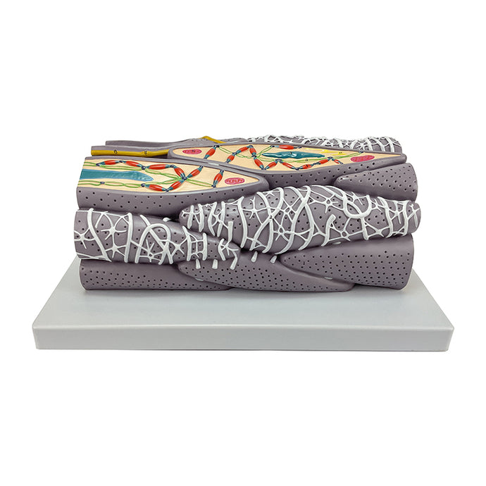 Micro Anatomy Smooth Muscle Fiber Model, 10,000X Enlarged