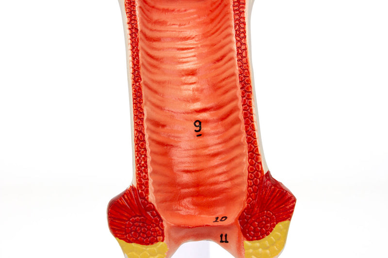 Load image into Gallery viewer, Female Reproductive Organ Section, 1.5X Enlarged [SKU: MG31101]
