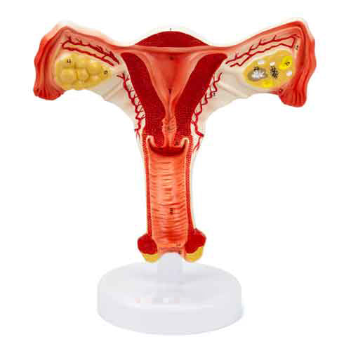 Female Reproductive Organ Section, 1.5X Enlarged [SKU: MG31101]