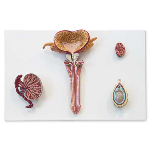 Male Reproductive Organ Section Model [SKU: MG31102]