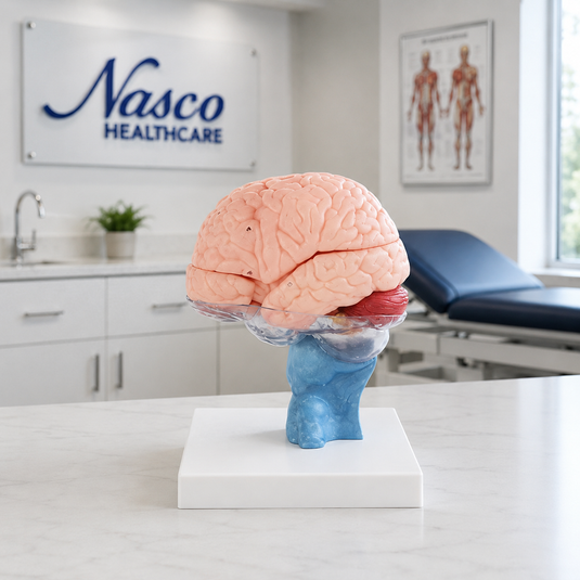 Cerebro Humano con Columna Cervical, 15 Partes