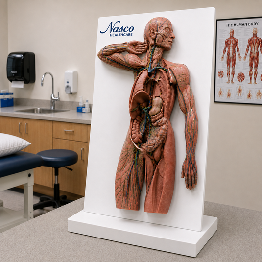 Human Lymphatic System