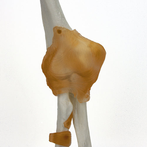 Modelo de Articulación del Codo con Ligamentos [SKU: MG24050]