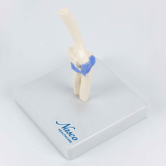Mini Elbow Joint Model [SKU: MG13892]