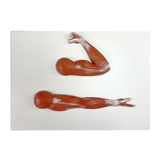 Modello Muscoli del Braccio, Dimensione Ridotta [SKU: MG29870]