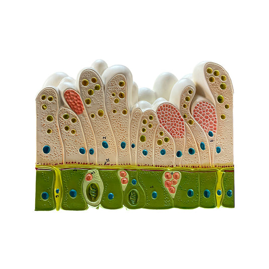 Hydra Model, 4-Parts