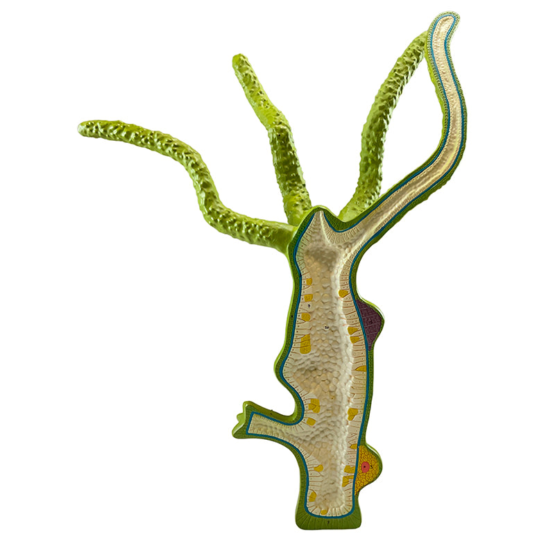 Load image into Gallery viewer, Hydra Model, 4-Parts
