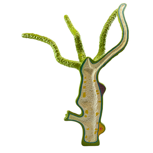 Hydra Model, 4-Parts