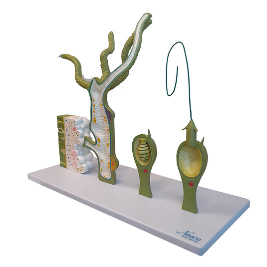 Hydra Model, 4-Parts