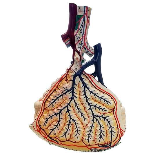 Pulmonary Lobes with Blood Vessels Model
