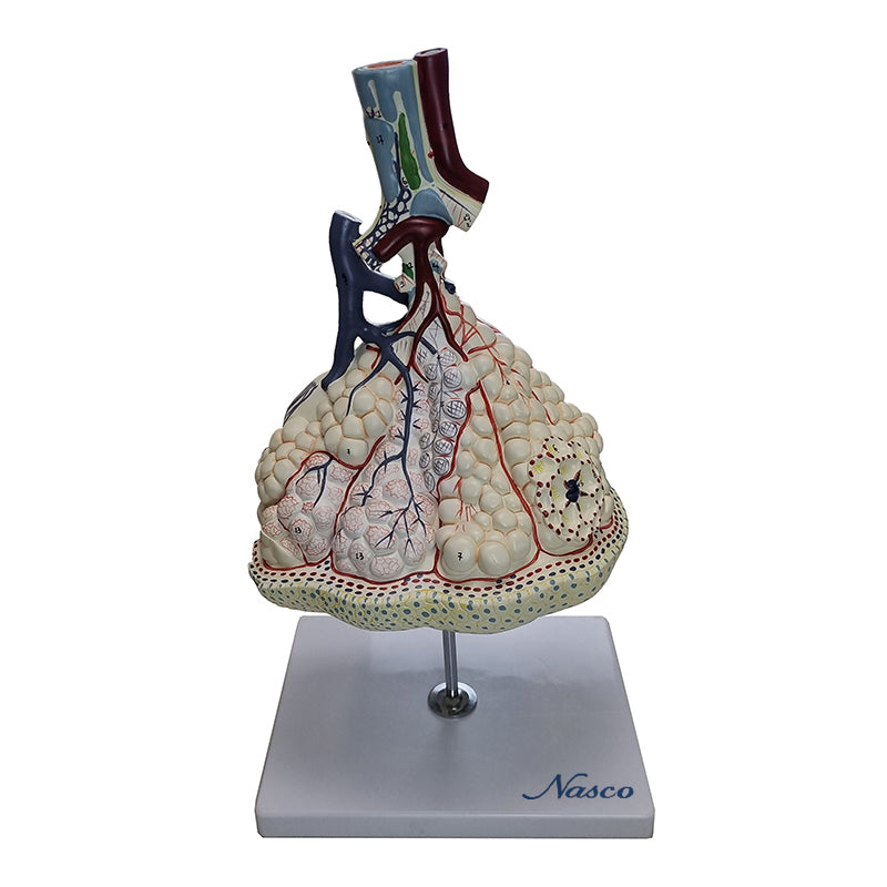 Tải hình ảnh vào trình xem Thư viện, Pulmonary Lobes with Blood Vessels Model
