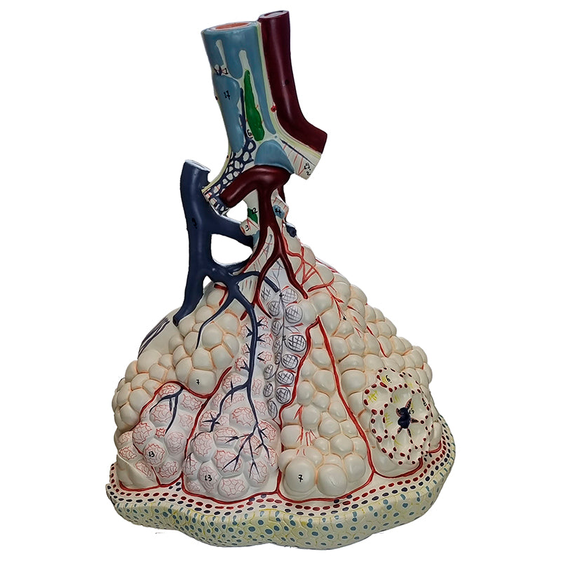 Tải hình ảnh vào trình xem Thư viện, Pulmonary Lobes with Blood Vessels Model

