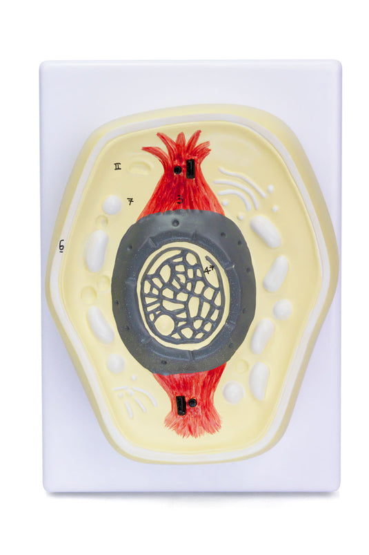 Mitosis Model, 8-Parts