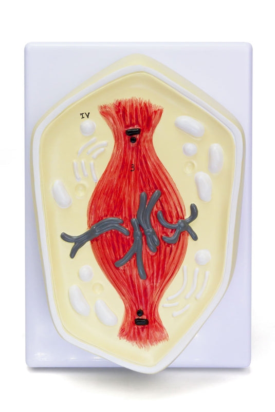 Mitosis Model, 8-Parts