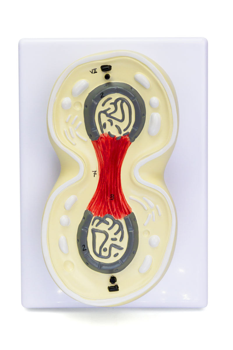 将图像加载到画廊查看器中，Mitosis Model, 8-Parts
