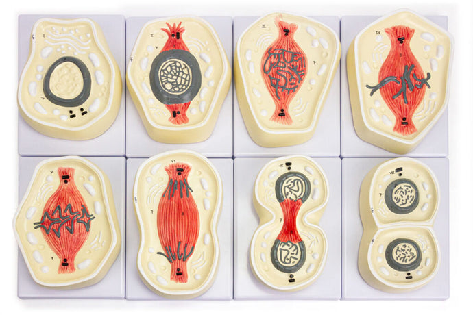 Mitosis Model, 8-Parts