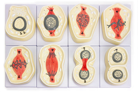 Mitosis Model, 8-Parts