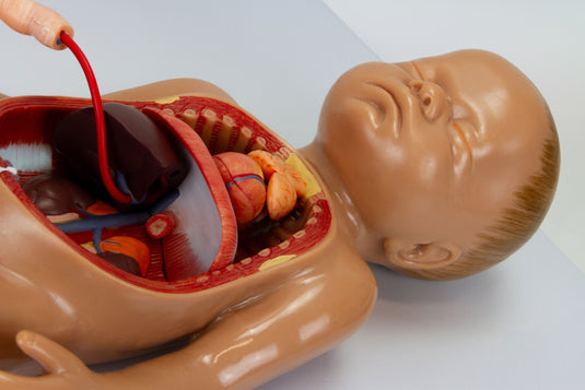 拙作「Placenta」 ZX-1700PN Human Placenta Model with Cord at ₹ 4700/piece