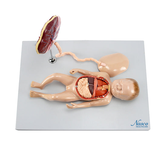 Modelo de Feto con Placenta y Modelo de Órganos Internos [SKU: MG13920]
