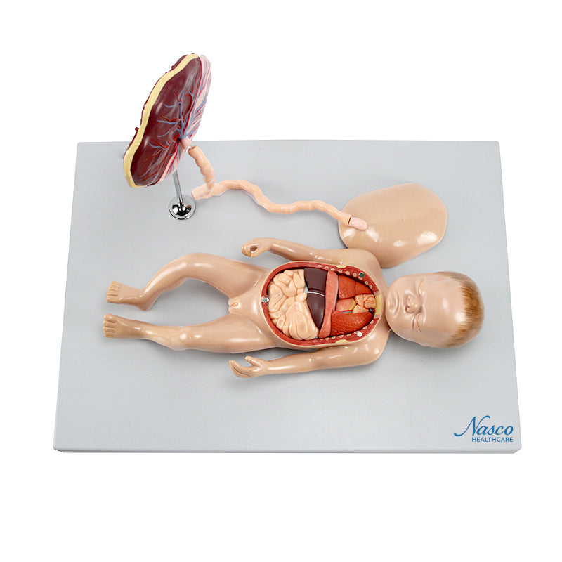 胎児モデル（胎盤および内部臓器モデル付き） – Nasco Healthcare
