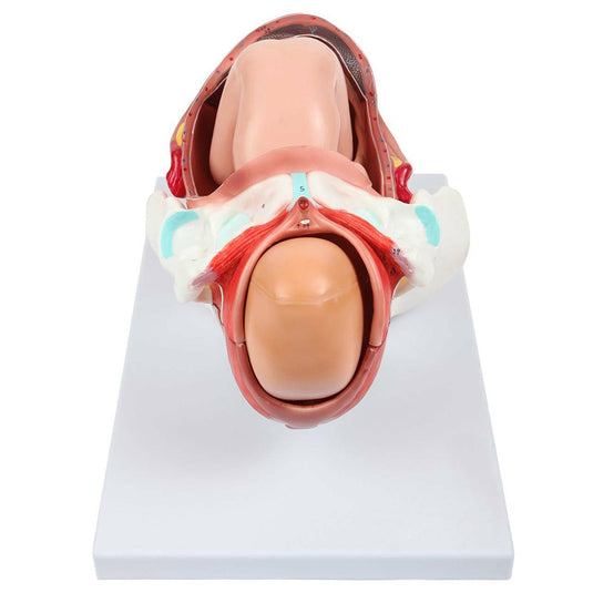 Birthing Stages Model
