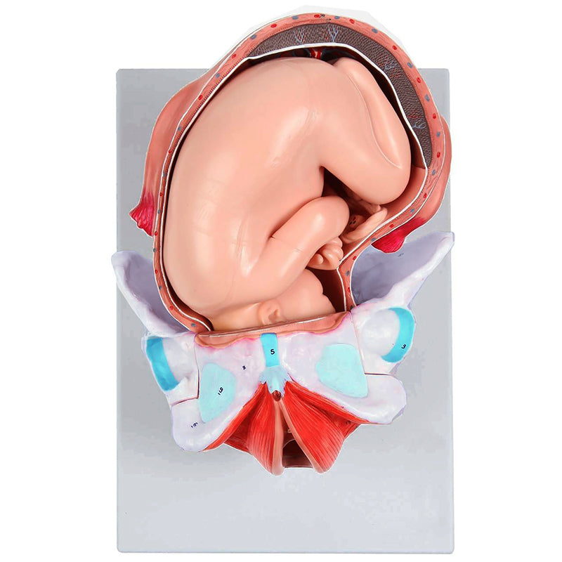 Load image into Gallery viewer, Birthing Stages Model
