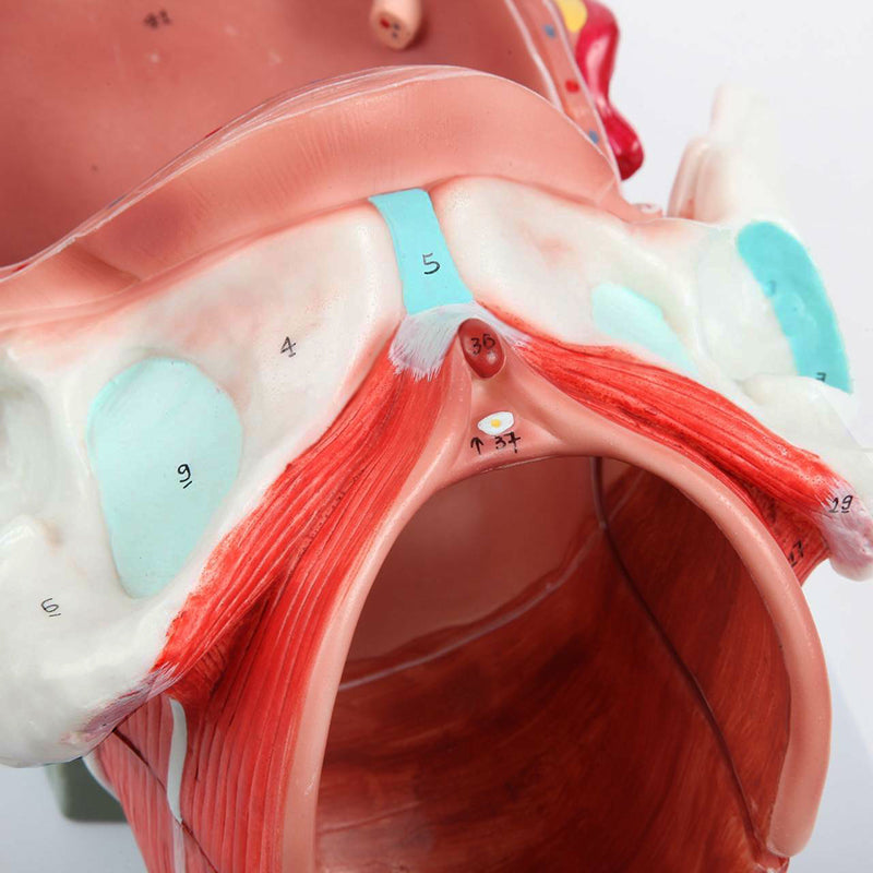 Load image into Gallery viewer, Birthing Stages Model
