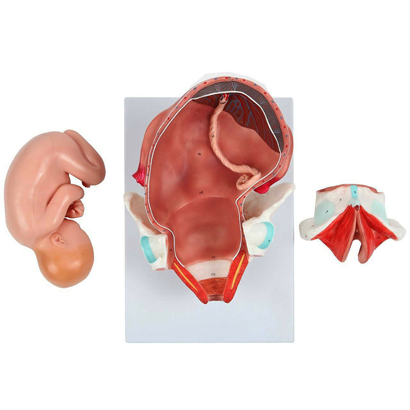 Load image into Gallery viewer, Birthing Stages Model
