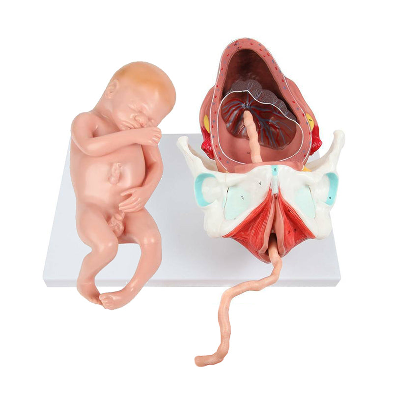 Load image into Gallery viewer, Birthing Stages Model
