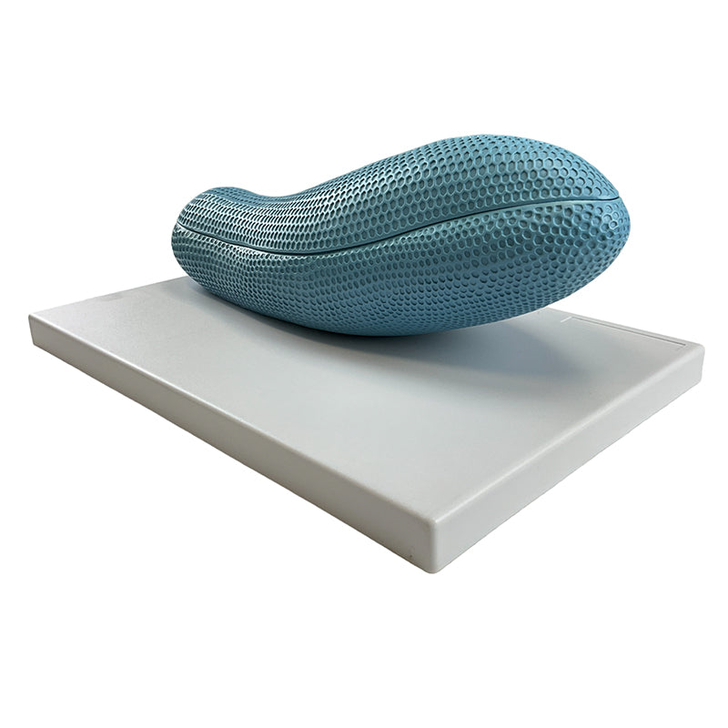 Load image into Gallery viewer, Paramecium Model, 2-Part
