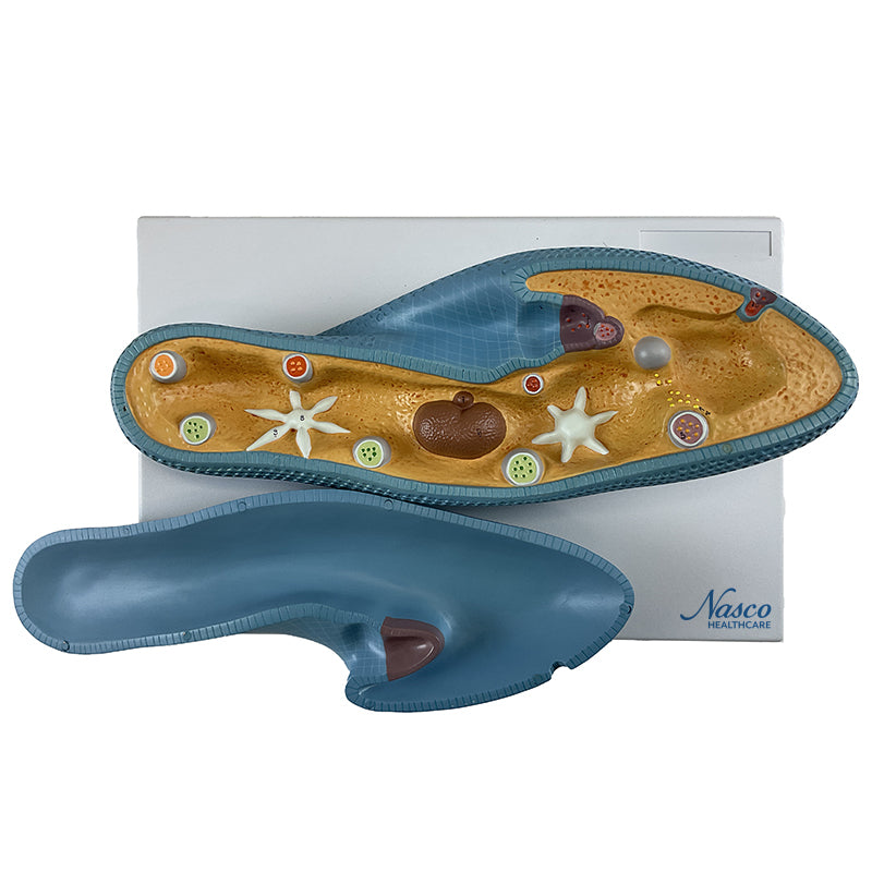 Load image into Gallery viewer, Paramecium Model, 2-Part
