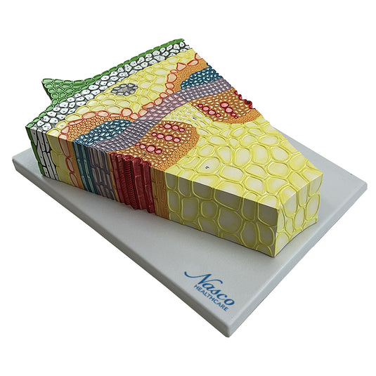 Dicotyledonous Herbaceous Stem Model, 300X Enlarged