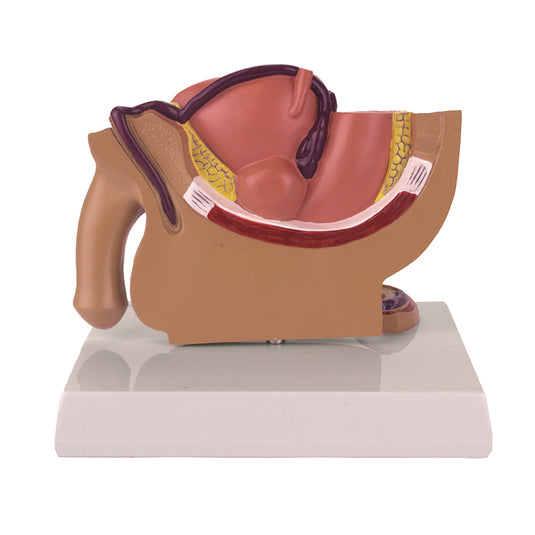Mannelijk Bekkenmodel, Halve Grootte [SKU: MG17216]