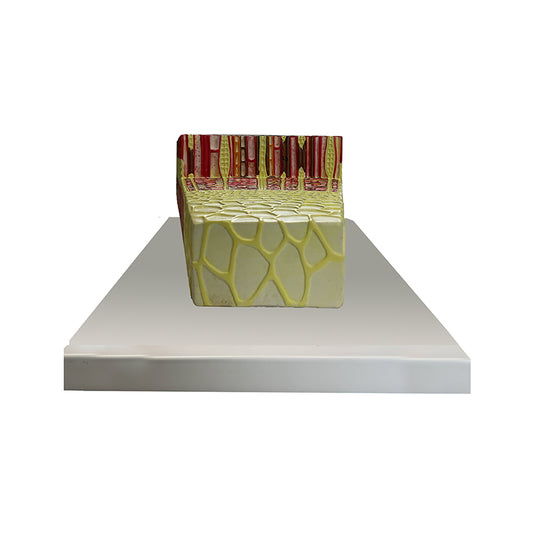 Tree Stem Section Model, 300X Enlarged