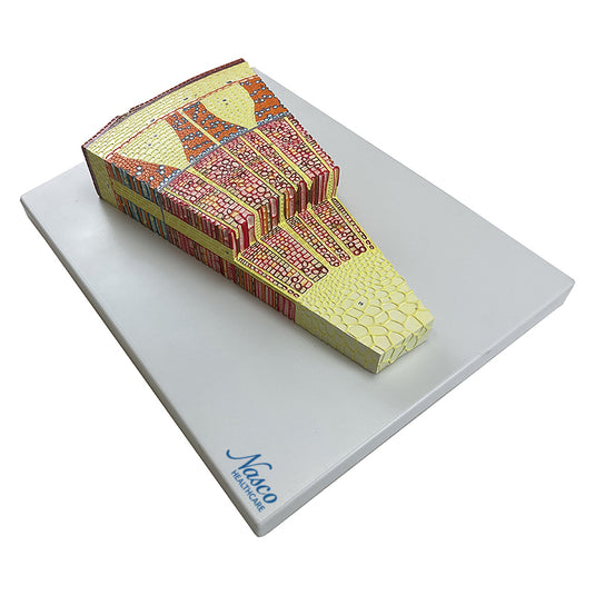 Tree Stem Section Model, 300X Enlarged