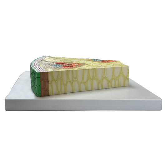 Modèle de section de tige monocotylédone, agrandi 400X [SKU : MG17218]