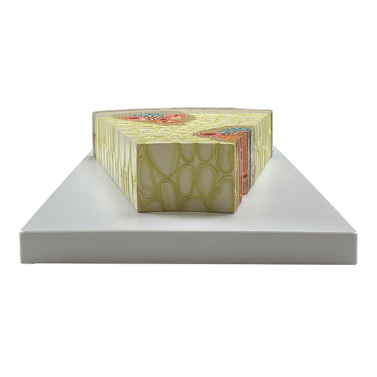 Modèle de section de tige monocotylédone, agrandi 400X [SKU : MG17218]