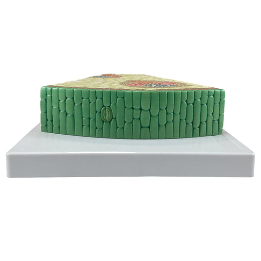Modèle de section de tige monocotylédone, agrandi 400X [SKU : MG17218]