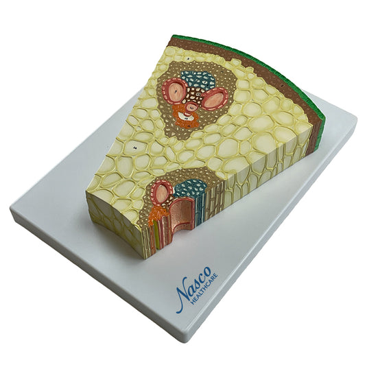 Modèle de section de tige monocotylédone, agrandi 400X [SKU : MG17218]