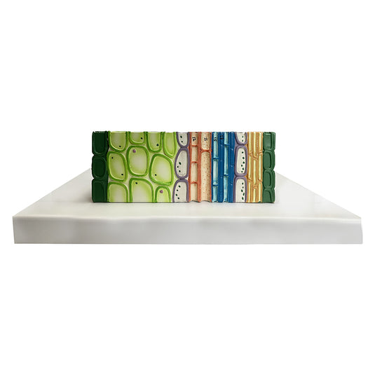 Modelo de Seção de Folha Monocotiledônea, 500X Ampliado [SKU: MG17219]