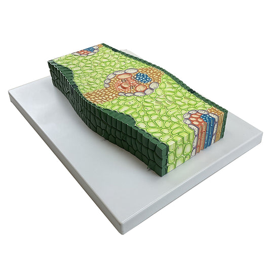 Modelo de Seção de Folha Monocotiledônea, 500X Ampliado [SKU: MG17219]