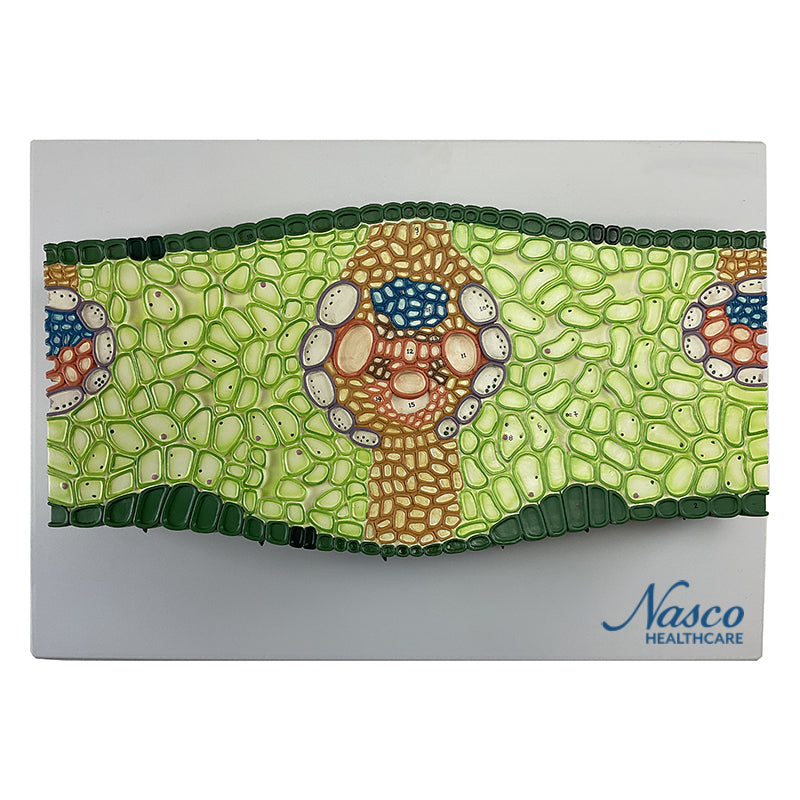 Carregue imagem no visualizador da galeriaModelo de Seção de Folha Monocotiledônea, 500X Ampliado [SKU: MG17219]
