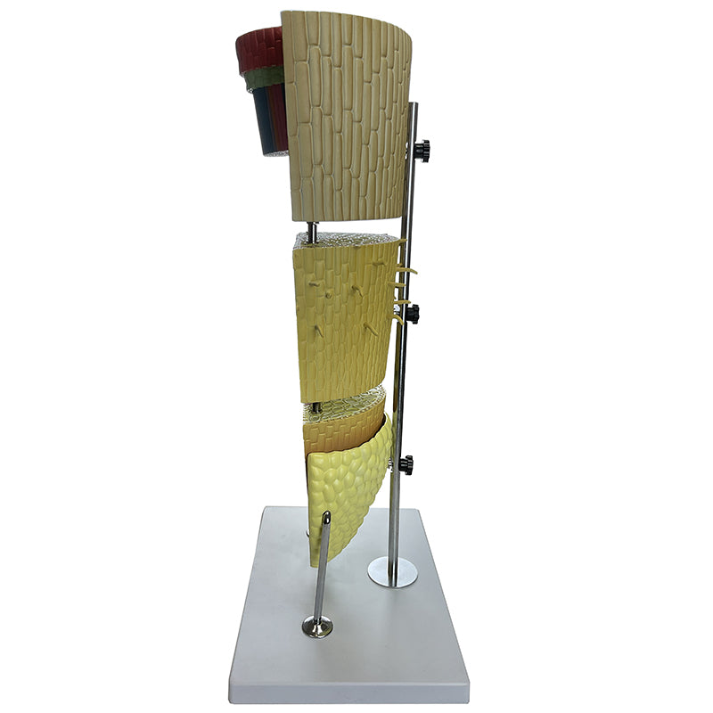 Cargue la imagen en el visor de la galería, Modelo de Sección Lateral de Raíz Dicotiledónea, 400X Ampliado [SKU: MG17221]
