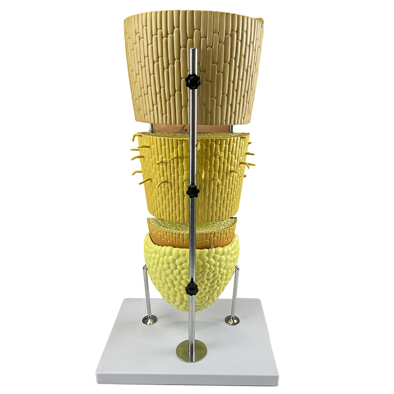 Cargue la imagen en el visor de la galería, Modelo de Sección Lateral de Raíz Dicotiledónea, 400X Ampliado [SKU: MG17221]
