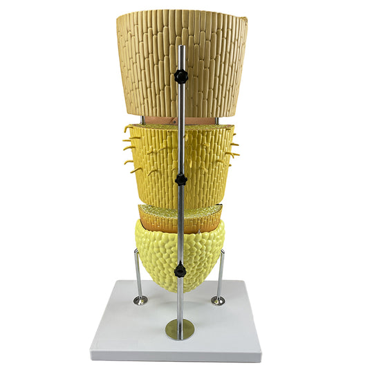Modelo de Sección Lateral de Raíz Dicotiledónea, 400X Ampliado [SKU: MG17221]