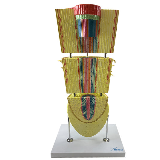 Modelo de Sección Lateral de Raíz Dicotiledónea, 400X Ampliado [SKU: MG17221]