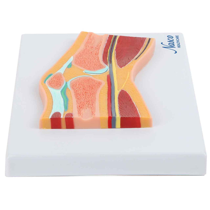 Carica immagine in Galleria Viewer, Modello del Ginocchio, Sezione Mediana [SKU: MG17222]
