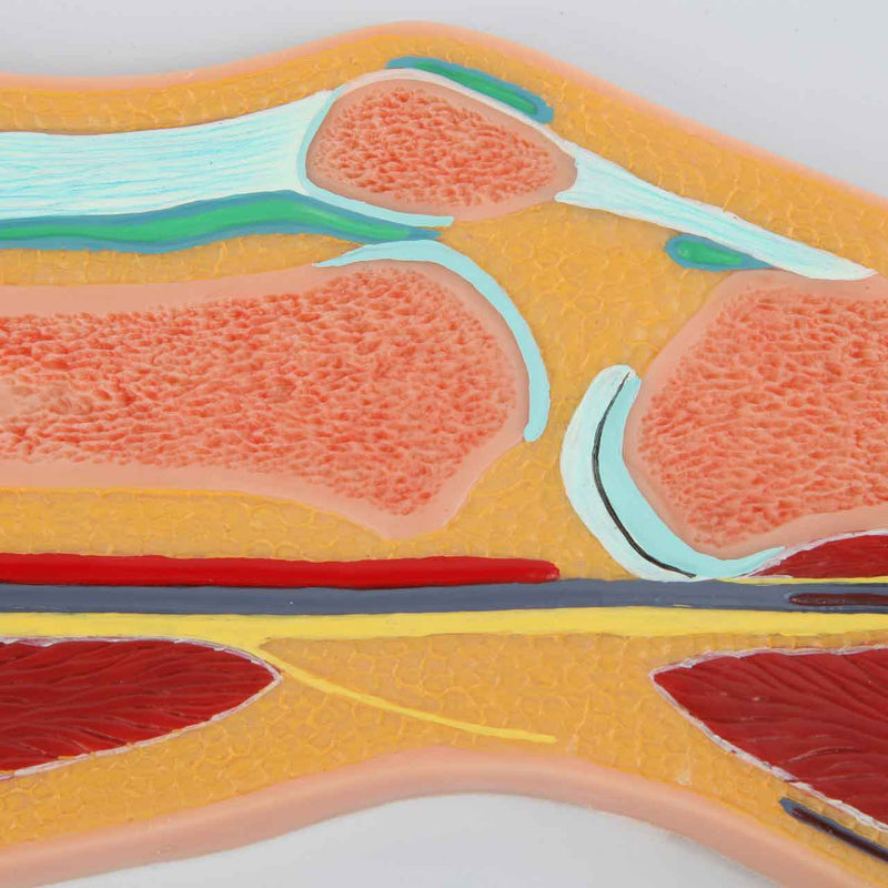 Carica immagine in Galleria Viewer, Modello del Ginocchio, Sezione Mediana [SKU: MG17222]
